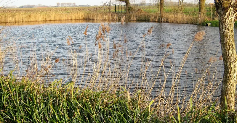 Afbeelding van een caravan in het park